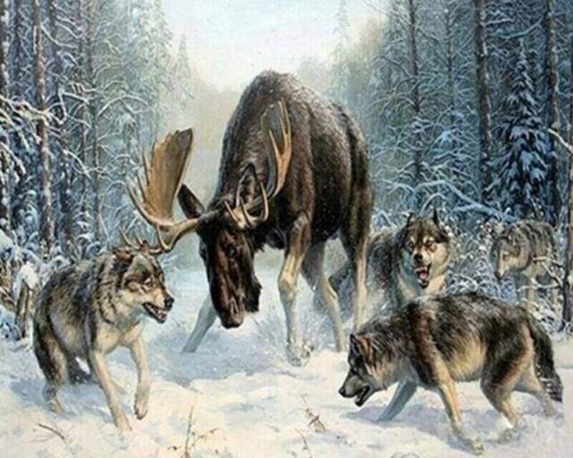 peinture par numéros | Elan entouré par une meute de Loups | animaux complexe loups nouveautés | FiguredArt