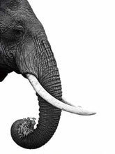 Charger l&#39;image dans la galerie, peinture par numéros | Eléphant gris foncé | animaux complexe éléphants | FiguredArt