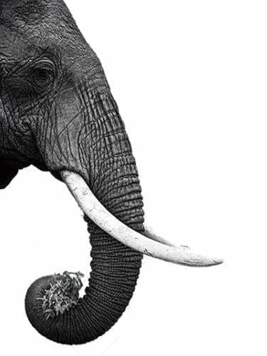 peinture par numéros | Eléphant gris foncé | animaux complexe éléphants | FiguredArt