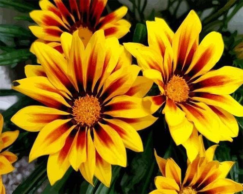peinture par numéros | Fleurs bicolores | fleurs intermédiaire | FiguredArt