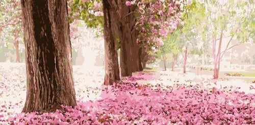 peinture par numéros | Fleurs de Cerisiers | complexe paysages | FiguredArt