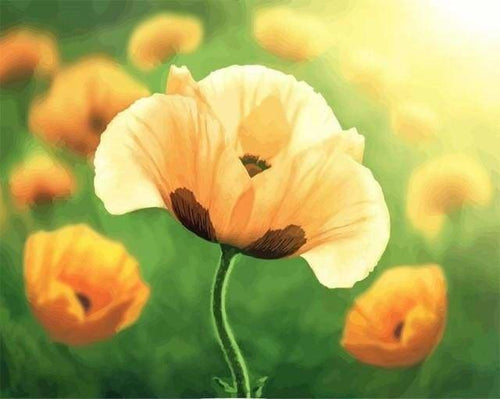 peinture par numéros | Floraison | fleurs intermédiaire | FiguredArt