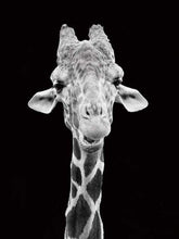 Charger l&#39;image dans la galerie, peinture par numéros | Girafe en noir et blanc | animaux complexe girafes | FiguredArt