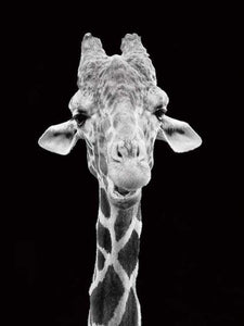peinture par numéros | Girafe en noir et blanc | animaux complexe girafes | FiguredArt