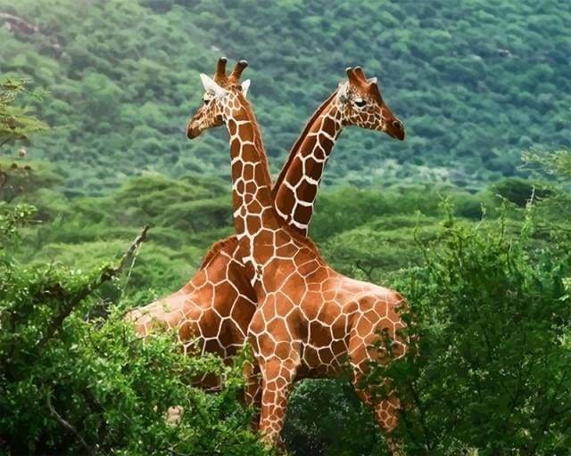 peinture par numéros | Girafes enlacées | animaux complexe girafes | FiguredArt