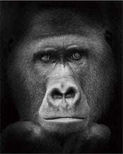 Charger l&#39;image dans la galerie, peinture par numéros | Gorille noir et blanc | animaux complexe singes | FiguredArt