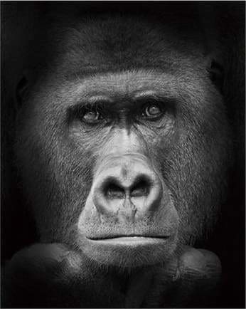 peinture par numéros | Gorille noir et blanc | animaux complexe singes | FiguredArt