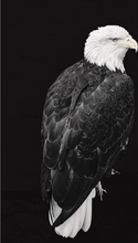 Charger l&#39;image dans la galerie, peinture par numéros | Grand Aigle à tête blanche | aigles, animaux, Intermédiaire, oiseaux | FiguredArt
