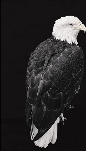 peinture par numéros | Grand Aigle à tête blanche | aigles, animaux, Intermédiaire, oiseaux | FiguredArt