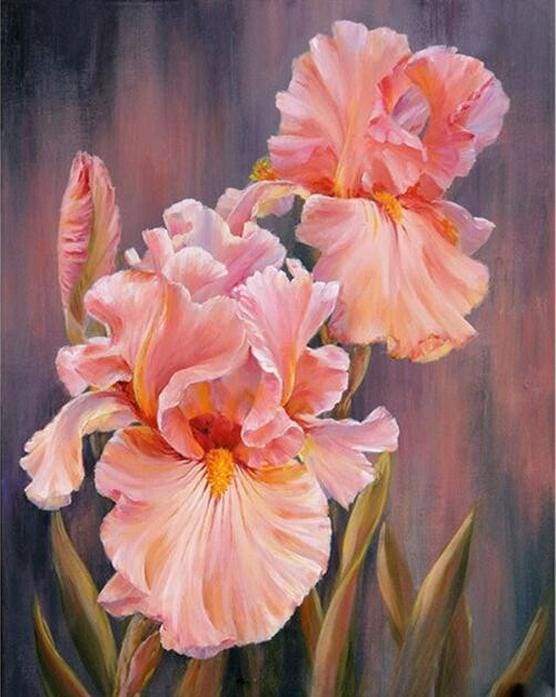 peinture par numéros | Iris rosé | fleurs intermédiaire | FiguredArt