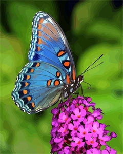 peinture par numéros | Joli Papillon posé sur une Fleur | animaux fleurs intermédiaire papillons | FiguredArt
