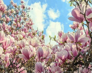 peinture par numéros | Jolis Magnolias fleuris | fleurs intermédiaire | FiguredArt