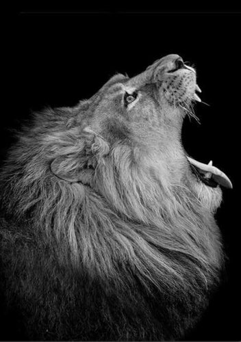 peinture par numéros | Le cri du Lion | animaux complexe lions | FiguredArt