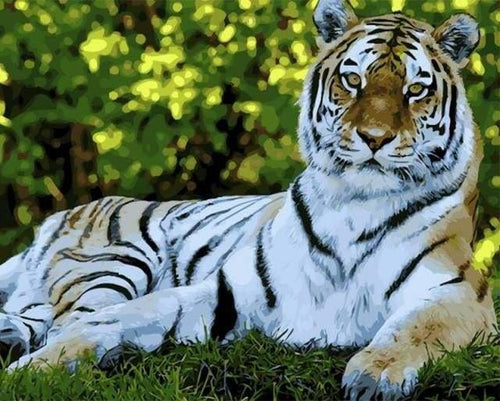 peinture par numéros | Le repos du Tigre | animaux intermédiaire tigres | FiguredArt