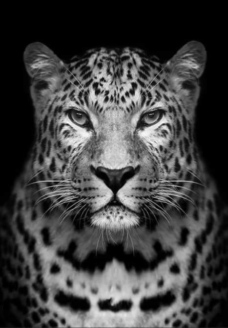 peinture par numéros | Léopard gris | animaux complexe léopards | FiguredArt