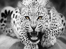 Charger l&#39;image dans la galerie, peinture par numéros | Léopard noir et blanc couché sur le sol | animaux intermédiaire léopards | FiguredArt