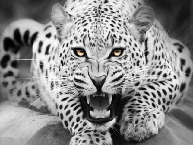 peinture par numéros | Léopard noir et blanc couché sur le sol | animaux intermédiaire léopards | FiguredArt
