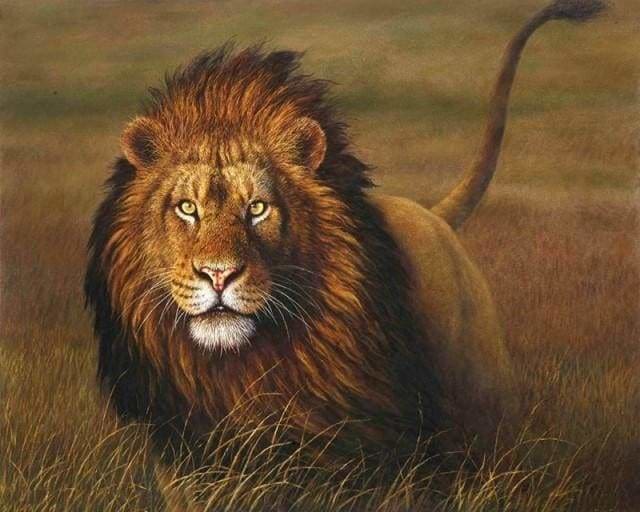 peinture par numéros | Lion aux aguets | animaux complexe lions | FiguredArt