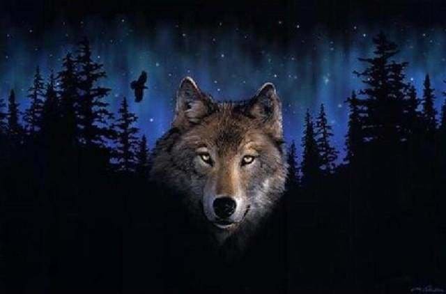 peinture par numéros | Loup de Nuit | animaux complexe loups | FiguredArt