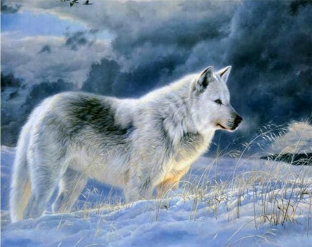 peinture par numéros | Loup solitaire dans la Neige | animaux complexe loups | FiguredArt