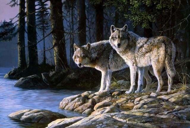 peinture par numéros | Loups dans la Forêt | animaux complexe loups paysages | FiguredArt