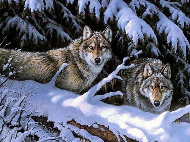 peinture par numéros | Loups en Hiver | animaux complexe loups | FiguredArt
