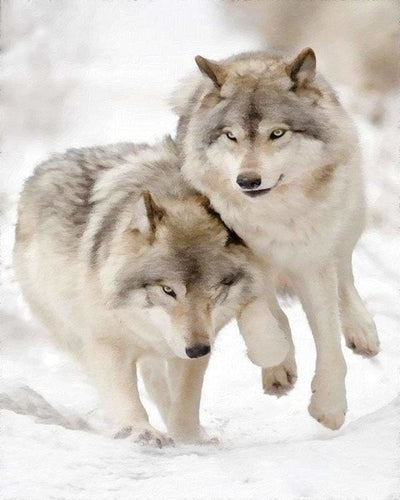 peinture par numéros | Loups jouant dans la Neige | animaux complexe loups | FiguredArt