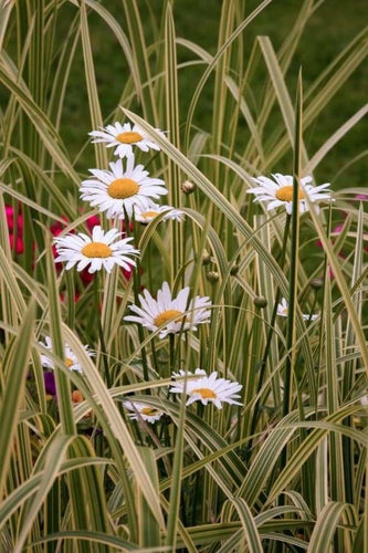 peinture par numéros | Marguerites au Jardin | complexe fleurs | FiguredArt