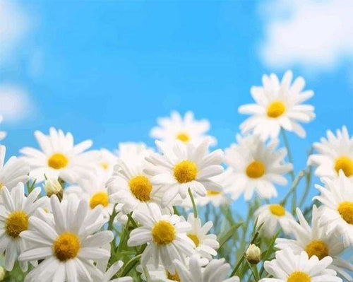 peinture par numéros | Marguerites | facile fleurs | FiguredArt
