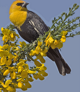 peinture par numéros | Oiseau à tête jaune sur branche | animaux, Facile, oiseaux | FiguredArt