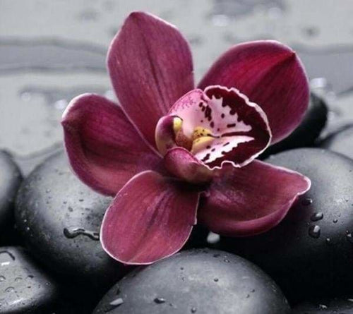 peinture par numéros | Orchidée et Pierre | fleurs intermédiaire | FiguredArt