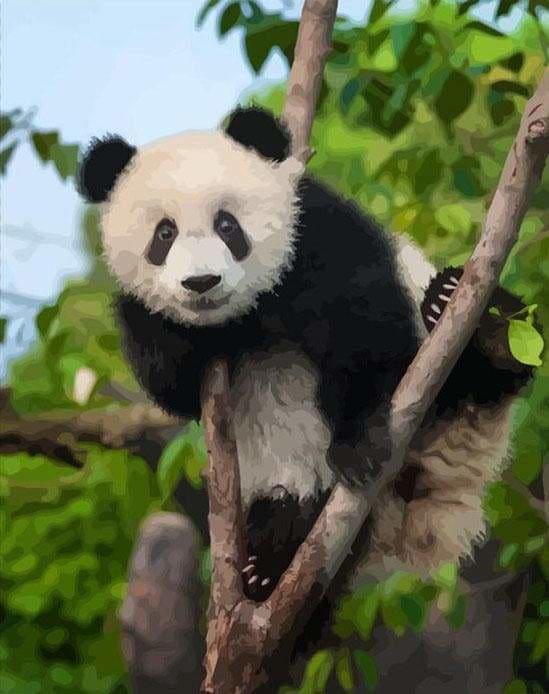 peinture par numéros | Panda perché | animaux arbres intermédiaire pandas | FiguredArt