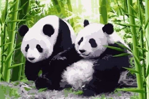 peinture par numéros | Pandas au Japon | animaux facile pandas | FiguredArt