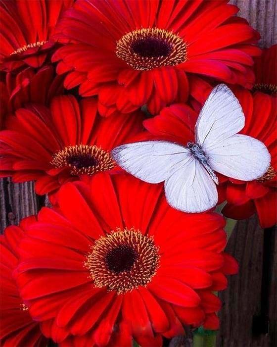 peinture par numéros | Papillons blanc et Marguerites rouges | facile fleurs | FiguredArt