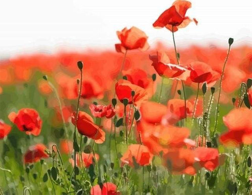 peinture par numéros | Pavots | complexe fleurs paysages | FiguredArt