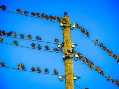 peinture par numéros | Petis Oiseaux sur les fils électriques | animaux intermédiaire oiseaux | FiguredArt