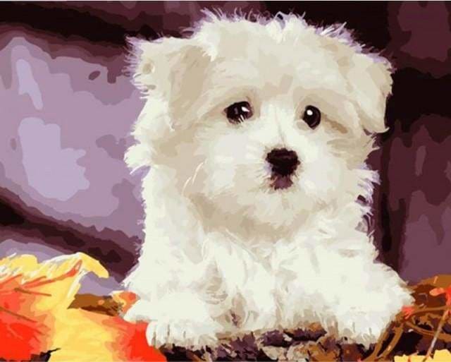 peinture par numéros | Petit Chien blanc | animaux chiens facile | FiguredArt