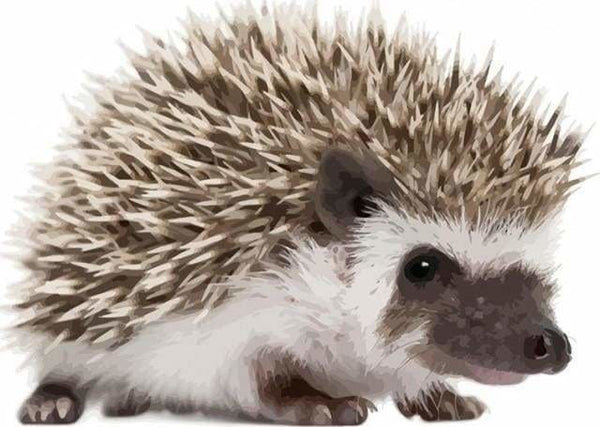 Kit Peinture Par Numéros Complet – LUMEA