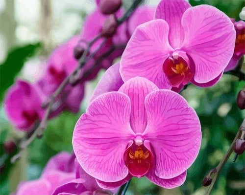 peinture par numéros | Phalaenopsis roses | complexe fleurs | FiguredArt