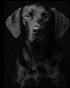 peinture par numéros | Portrait de Chien noir | animaux chiens complexe | FiguredArt
