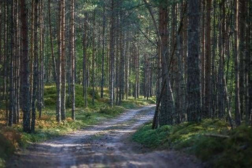 peinture par numéros | Promenade dans les Bois | complexe montagnes paysages | FiguredArt