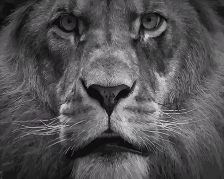 peinture par numéros | Regard de Fauve | animaux, Complexe, lions | FiguredArt