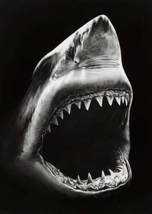 peinture par numéros | Requin en noir et blanc | animaux complexe poissons | FiguredArt