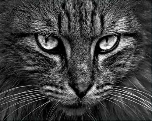 peinture par numéros | Tête de Chat | animaux chats complexe | FiguredArt