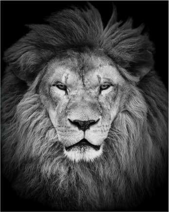peinture par numéros | Tête de Lion | animaux complexe lions | FiguredArt