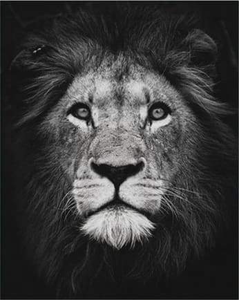 peinture par numéros | Tête de lion en noir et blanc | animaux complexe lions | FiguredArt