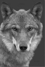 Charger l&#39;image dans la galerie, peinture par numéros | Tête de Loup en noir et blanc | animaux chiens complexe loups | FiguredArt