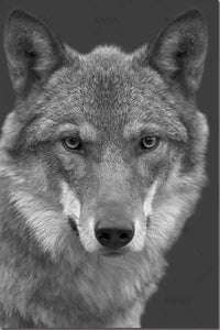 peinture par numéros | Tête de Loup en noir et blanc | animaux chiens complexe loups | FiguredArt