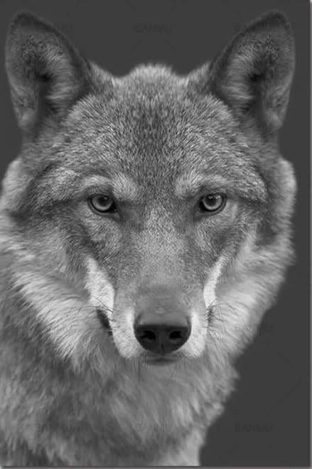 Tête de loup  Chien loup, Images loup, Loup