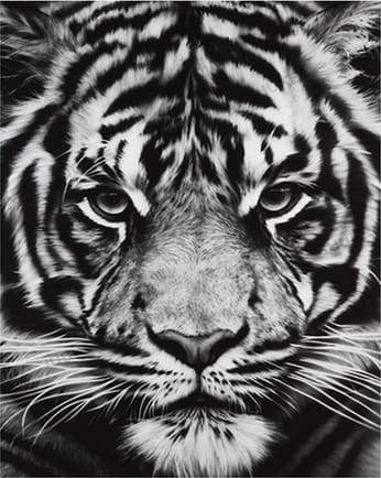 peinture par numéros | Tête de Tigre en noir et blanc | animaux complexe tigres | FiguredArt